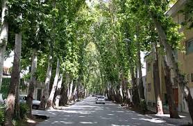 درخت چنار