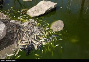 زاینده رود